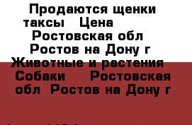 Продаются щенки таксы › Цена ­ 2 500 - Ростовская обл., Ростов-на-Дону г. Животные и растения » Собаки   . Ростовская обл.,Ростов-на-Дону г.